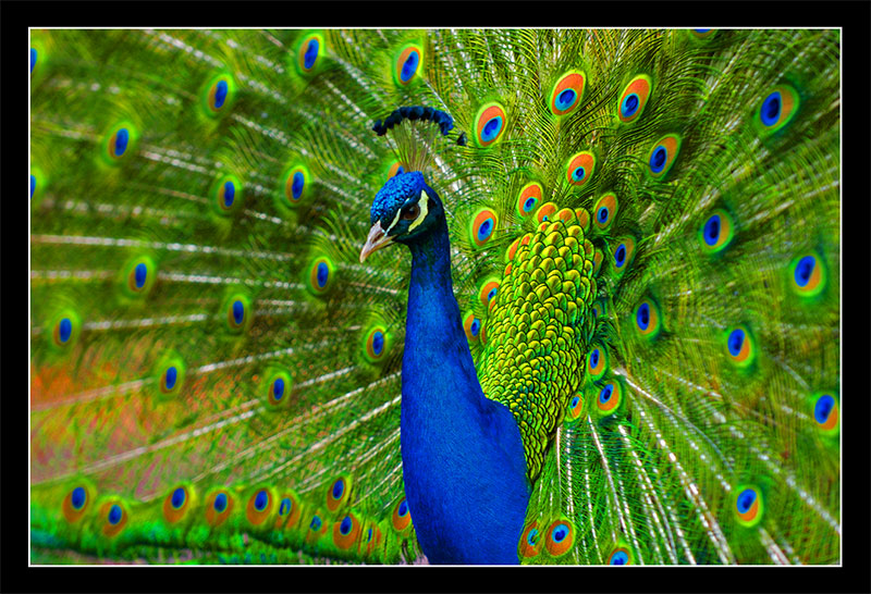Parrot… Peacock | Selvam
